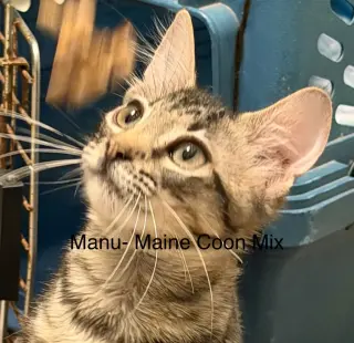Manu