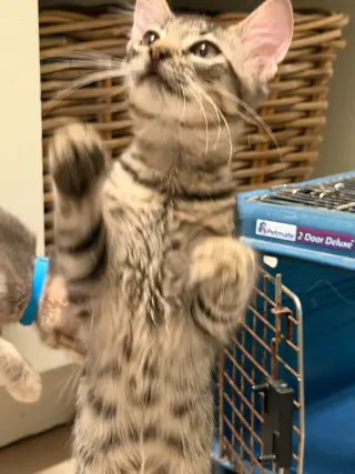 Manu