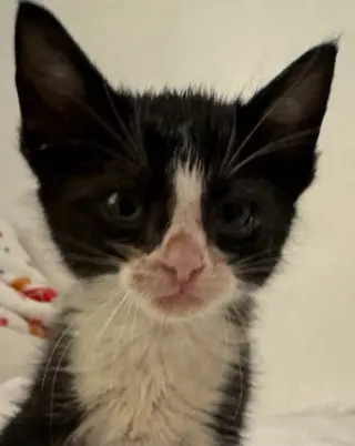Oreo Fluff