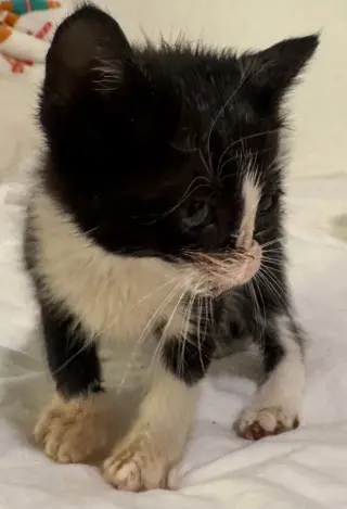 Oreo Fluff