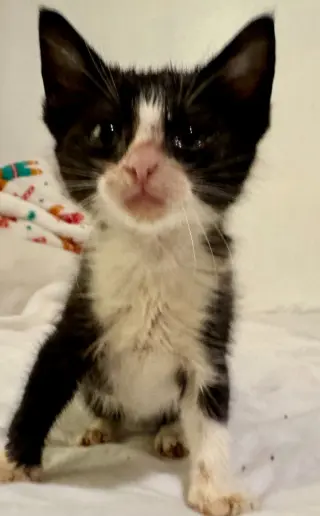 Oreo Fluff