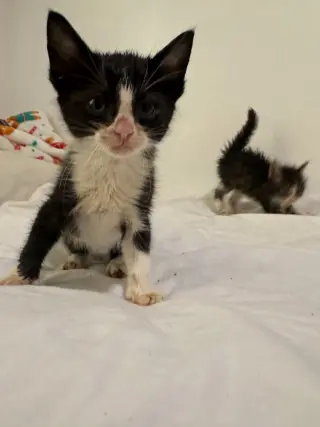 Oreo Fluff
