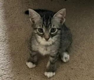 Lucy