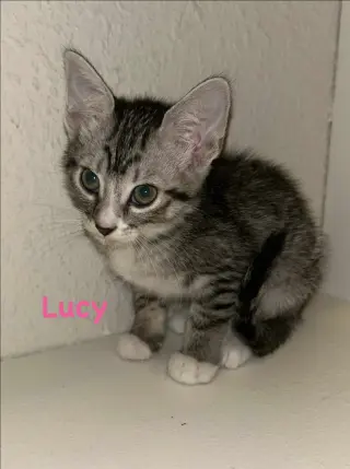 Lucy