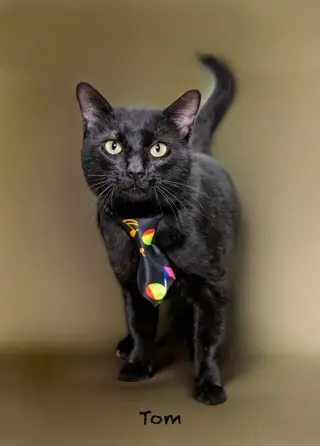 Tom