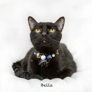 Bella