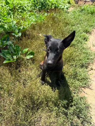 Texas Legends Litter- Sissy - Located in IN