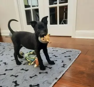 Texas Legends Litter- Sissy - Located in IN