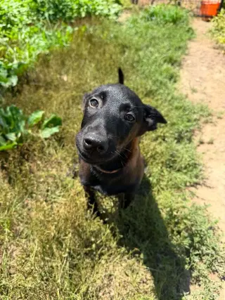 Texas Legends Litter- Sissy - Located in IN