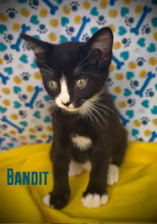 Bandit