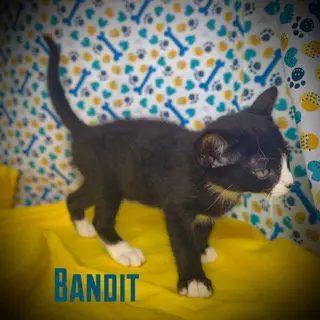 Bandit