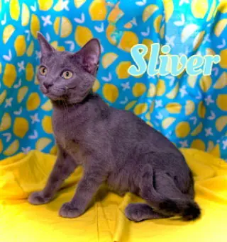 Sliver