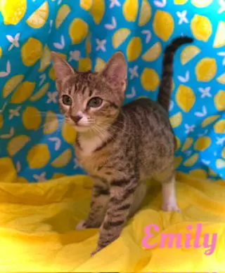 Emily
