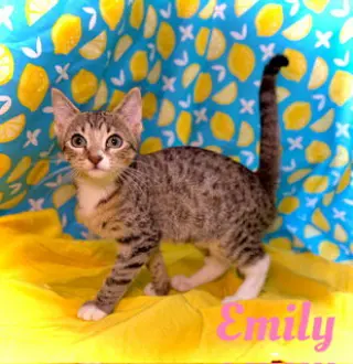 Emily