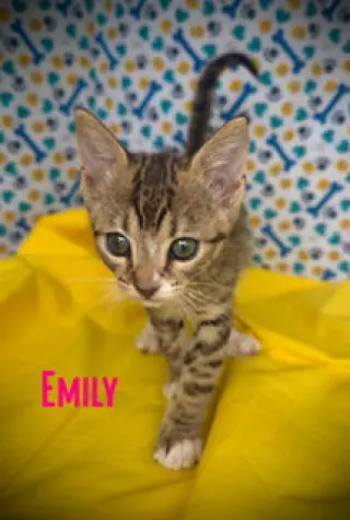 Emily