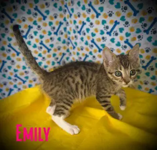 Emily