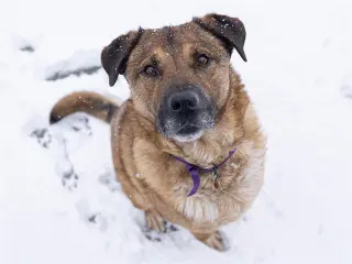Benny