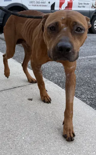 Maple