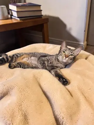 Twinkle