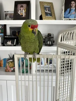 Chi
