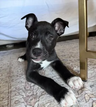 Duke