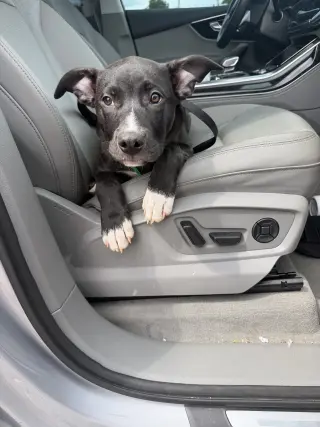 Duke