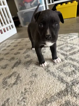 Duke
