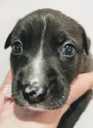 Duke