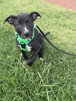 Duke