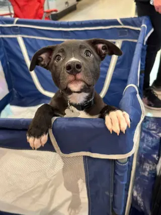 Duke