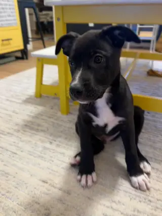 Duke
