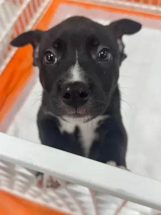 Duke