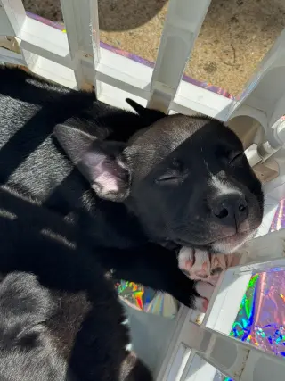 Duke