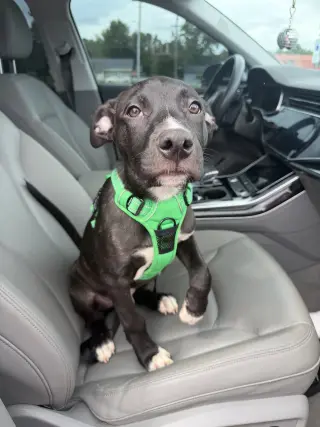 Duke
