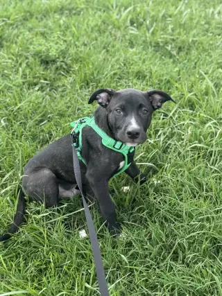 Duke