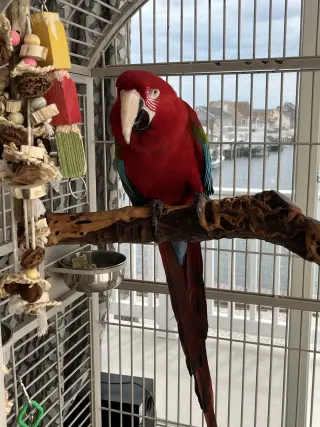 Peabody
