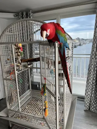 Peabody