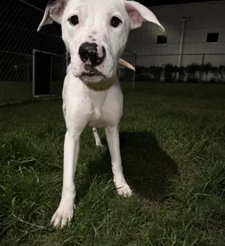 Snoopy