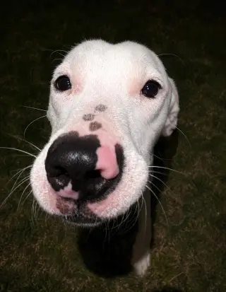 Snoopy