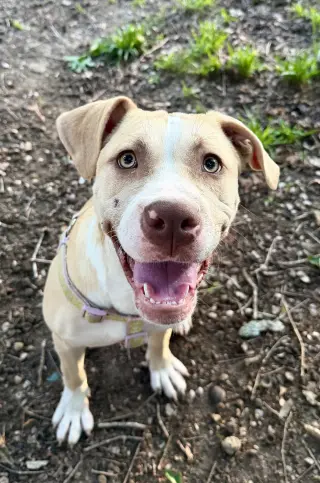 Nala