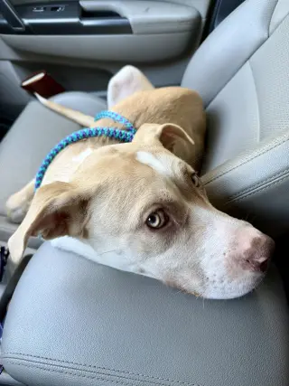 Nala