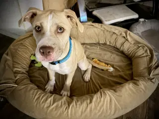 Nala
