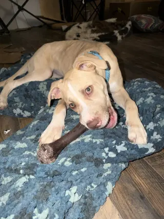 Nala