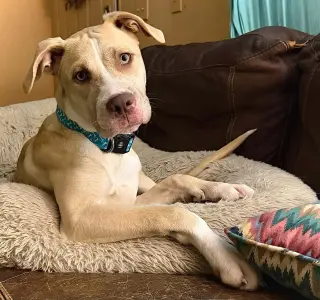 Nala