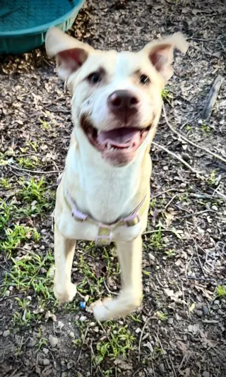 Nala