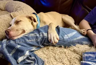 Nala