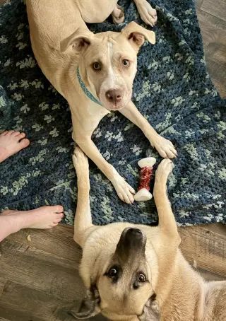 Nala