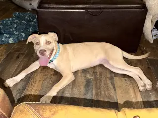 Nala