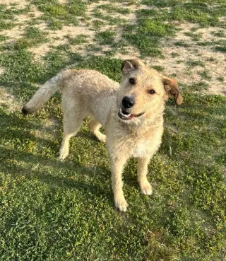 Rufus