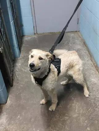 Rufus